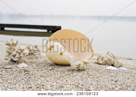 Large Sea Shell Corals Shore Water River Ocean Horizon Fish Yellow Gray Brown