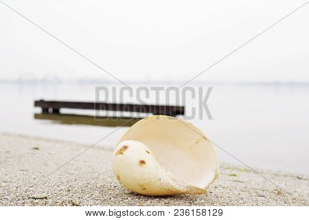 Large Sea Shell Shore Water River Ocean Horizon Yellow Gray Brown