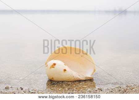 Large Sea Shell In Water Nature Water Ocean River Shore Yellow Gray Brown
