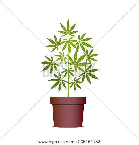 Marijuana Or Cannabis Plant In Pot. Herbs In A Pot. Growing Cannabis. Drug Consumption, Marijuana Us