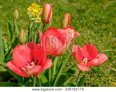Beautiful Pink Tulips In Flowerbed In Spring