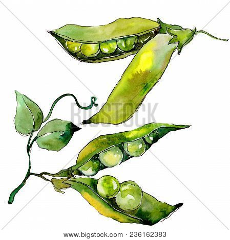 Pea Sed Wild Vegetables In A Watercolor Style Isolated. Full Name Of The Vegetables: Pea Sed. Aquare