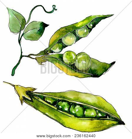 Pea Sed Wild Vegetables In A Watercolor Style Isolated. Full Name Of The Vegetables: Pea Sed. Aquare