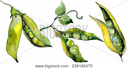 Pea Sed Wild Vegetables In A Watercolor Style Isolated. Full Name Of The Vegetables: Pea Sed. Aquare