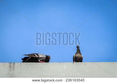 Rock Pigeons Walking On Roof Against Sky Blue.rock Pigeons Crowd Streets And Public Squares, Living 