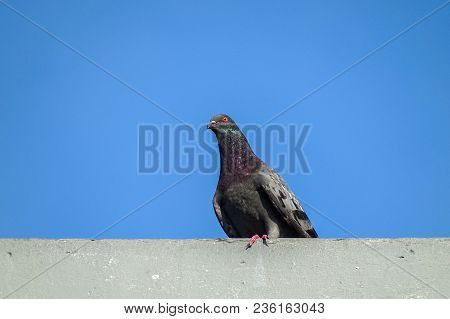 Rock Pigeon In Rooftop Loft In Labuan,malaysia.rock Pigeons Crowd Streets And Public Squares, Living