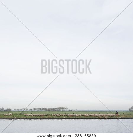 Eemdijk, Netherlands, 13 April 2018: Flock Of Sheep And Shepherd In Eempolder Along River Eem Near A