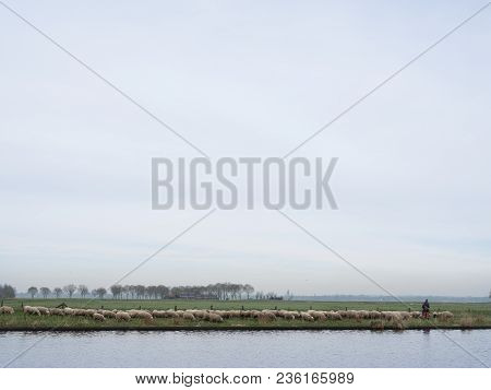 Eemdijk, Netherlands, 13 April 2018: Flock Of Sheep And Shepherd In Eempolder Along River Eem Near A