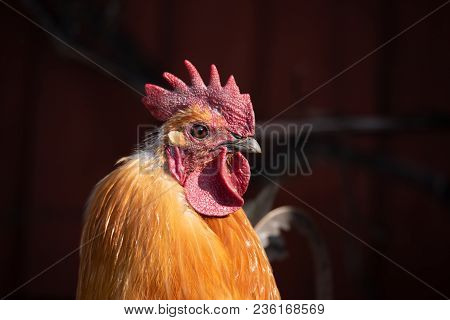 Close Up On A Rooster With A Big And Nice Cockscomb In Sweden 2018