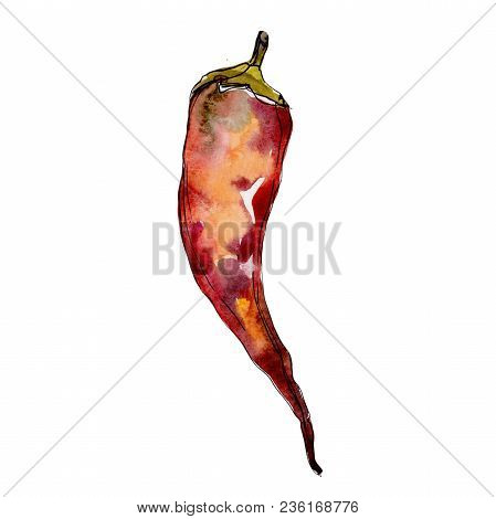 Pepper Wild Vegetables In A Watercolor Style Isolated. Full Name Of The Vegetables: Pepper . Aquarel