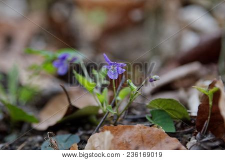 Pale Wood Violet (viola Reichenbachiana) In A Nature