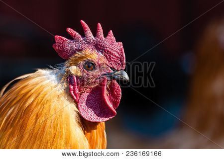 Close Up On A Rooster With A Big And Nice Cockscomb In Sweden 2018