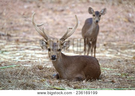 Hog Deer (hyelaphus Porcinus)