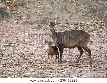 Hog Deer (hyelaphus Porcinus)