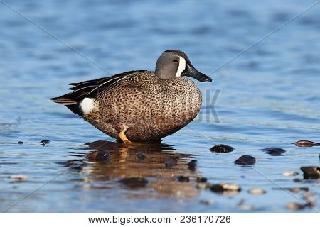 A Male Blue-winged Teal, Anas Discors In Shallow Water In Florida