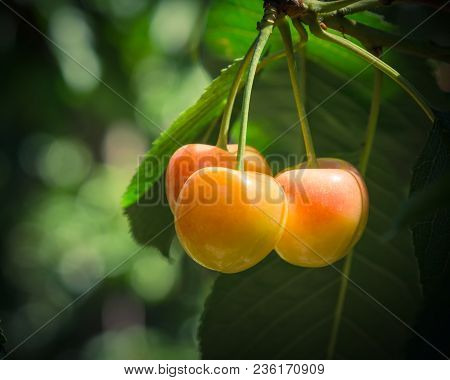 Rainier Cherries Hanging On Branch Harvest Season At Yakima Valley, Washington, Usa