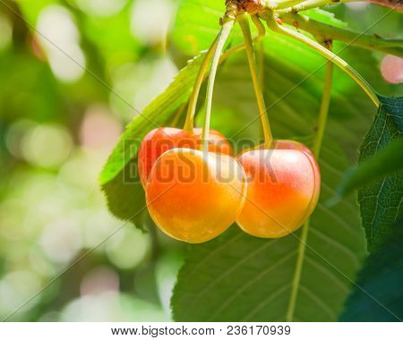 Rainier Cherries Hanging On Branch Harvest Season At Yakima Valley, Washington, Usa