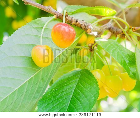 Rainier Cherries Hanging On Branch Harvest Season At Yakima Valley, Washington, Usa
