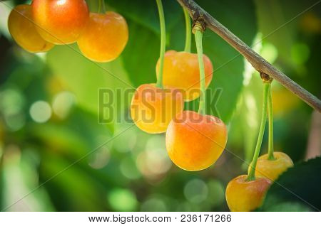 Rainier Cherries Hanging On Branch Harvest Season At Yakima Valley, Washington, Usa