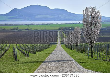 Popice, Czech Republic - 09 April, 2018: Road Between Famous Moravian Vineries, Blooming Fruit Trees