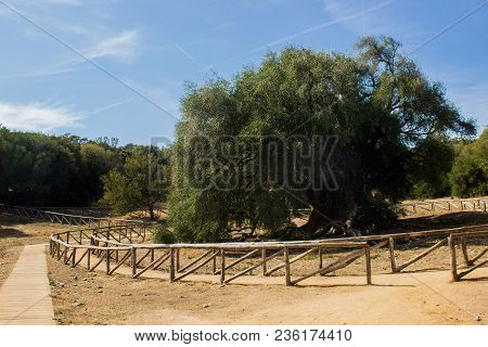 Olivastro Millenario - Thousand Years Old Tree