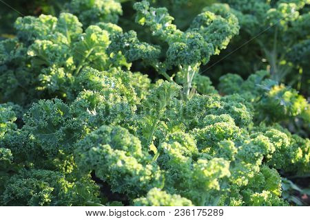 Young Kale Growing In The Vegetable Garden .