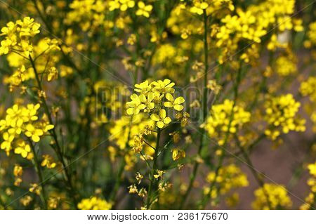 Barbarea Vulgaris, Also Called Bittercress, Herb Barbara, Rocketcress, Yellow Rocketcress, Winter Ro