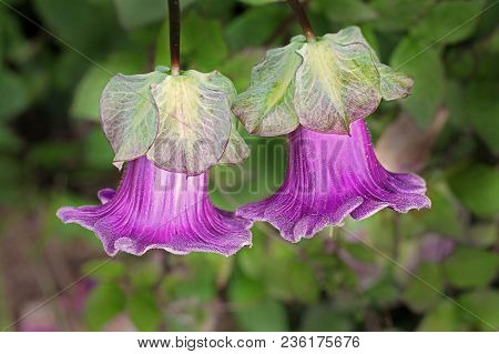 Cobaea Is A Genus Of Flowering Plants Including About 20 Species Of Rapid Growing, Ornamental Climbe