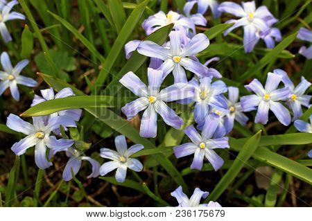 Bossier's Glory-of-the-snow Or Lucile's Glory-of-the-snow Flowers (chionodoxa Luciliae)
