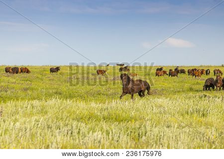 A Herd Of Wild Horses Shown On Water Island In Atmospheric Rostov State Reserve
