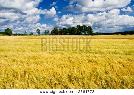 Campo de cebada madura con una casa de campesinos