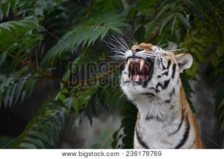 Close Up Front Portrait Of One Young Siberian Tiger (amur Tiger, Panthera Tigris Altaica) Roaring, L