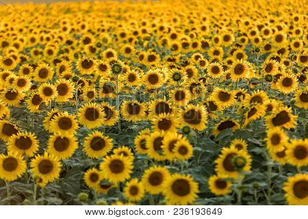 Sunflowers Field Near Arles  In Provence, France