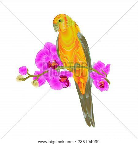 Sun Conure Parrot Tropical Bird Standing On A Purple Orchid  Phalaenopsis On A White Background Vect