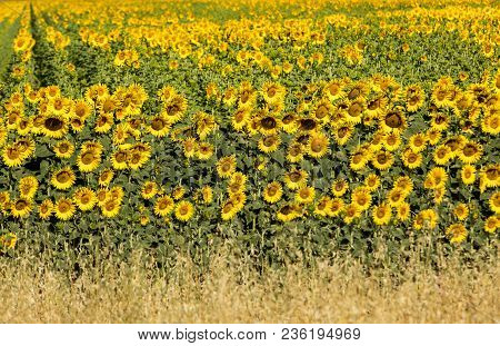 Sunflowers Field Near Arles  In Provence, France