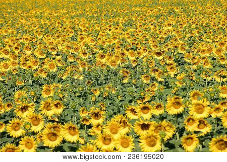 Sunflowers Field Near Arles  In Provence, France