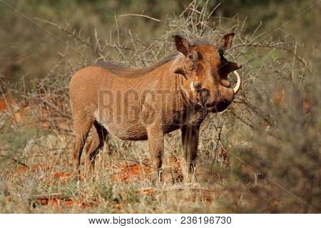 A large male warthog (Phacochoerus africanus) in natural habitat, South Africa
