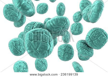 Mimosa Pollen, Close-up View, 3d Illustration. Pollen Is A Factor Causing Hay Fever And Allergic Rhi