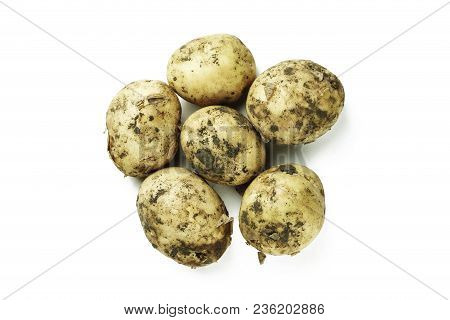 Raw Young Potato Isolated, Summer Harvest, Place For Text