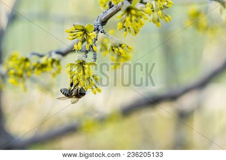 Bee Pollinating Yellow Wild Flowers Orizontal Photo.