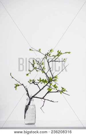 Green Branch Plant In Vase Isiolated On White