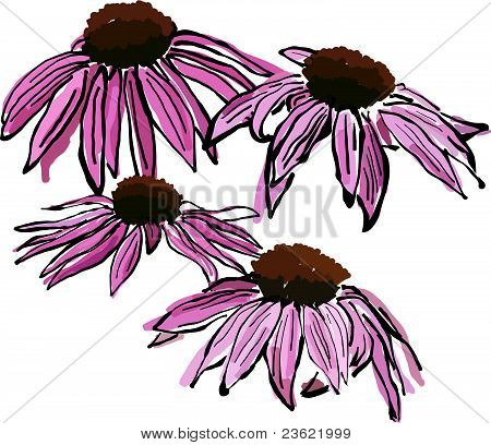 Szkicowy Echinacea kwiaty
