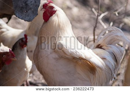 Beautiful Healthy Cockereland Chikens Walking On The Ground.