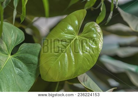 Tropical Natural Green Monstera Young Leaves With Texture. Split-leaf Philodendron, Tropical Foliage