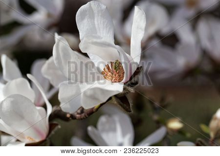 White Flowers Of The Kobus Magnolia (magnolia Kobus)