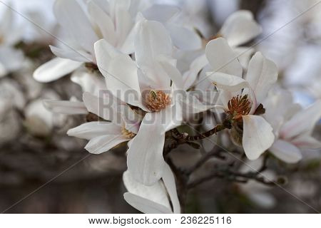 White Flowers Of The Kobus Magnolia (magnolia Kobus)