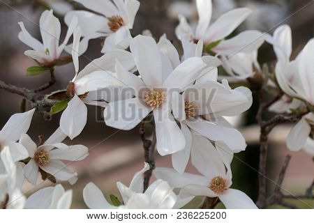 White Flowers Of The Kobus Magnolia (magnolia Kobus)