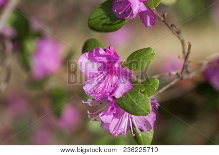 Flowers Of The Rhododendron Species Rhododendron Dauricum