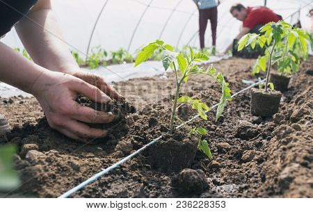 Tomato Seedlings Planting In Greenhouse