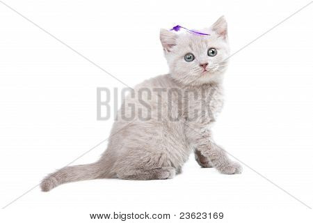 peach color British kitten